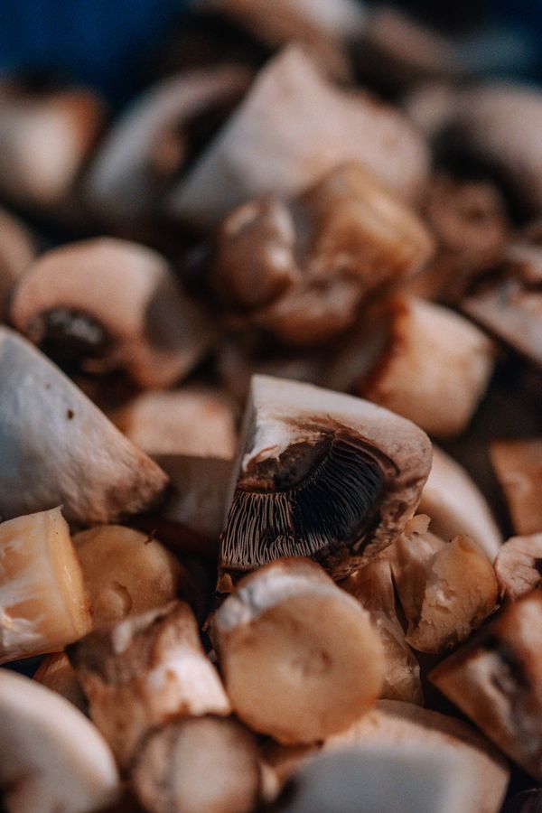 Oyster Mushroom