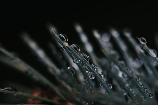Macro shot of water droplets on conifer needles, showcasing nature's delicate detail.