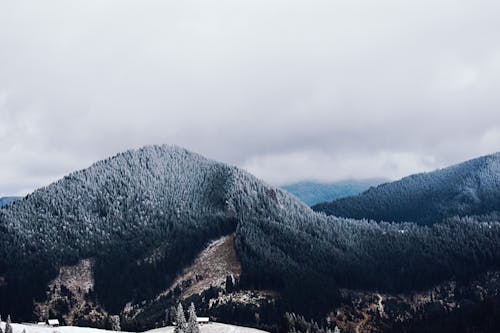 View of Snowy Mountains Covered with Conifer Forest 