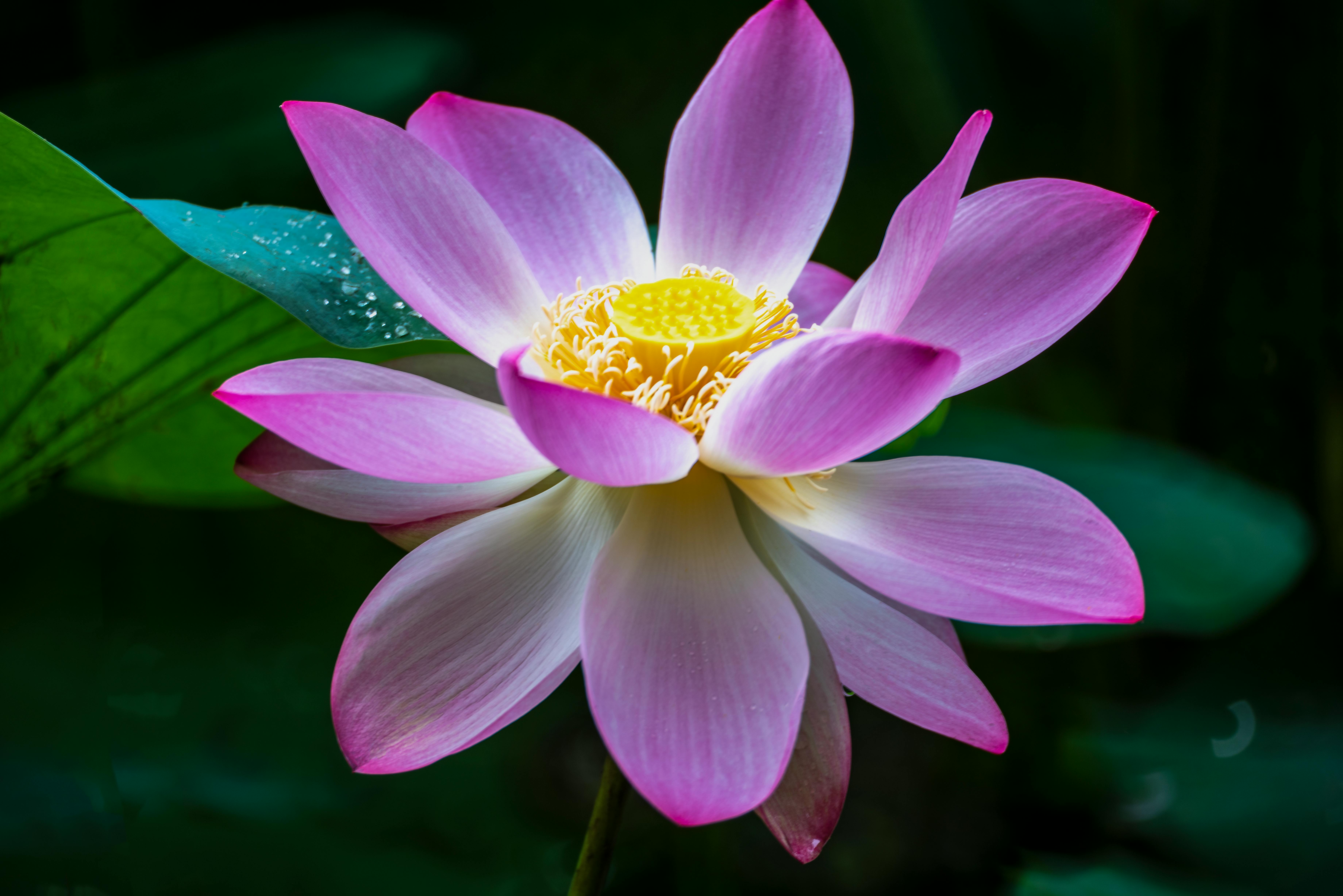 Stunning close-up of a pink lotus flower with water droplets under natural light.