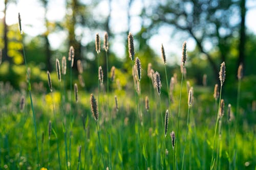 Kostnadsfri bild av äng, fält, flora