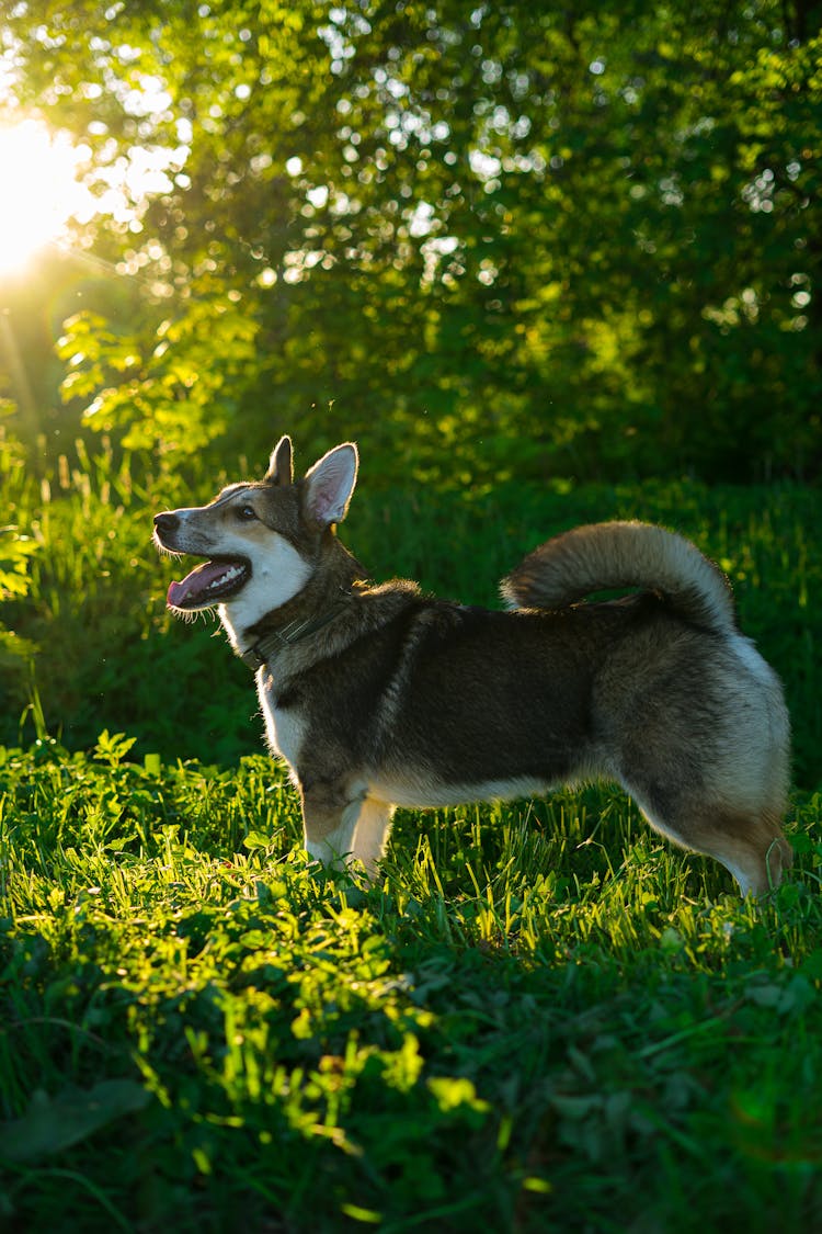 Happy Corgi Standing On Grass In Shade