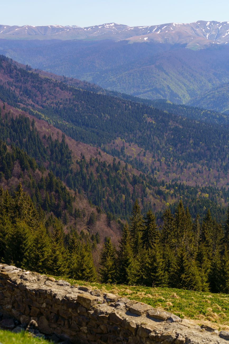 Scenic view of the Carpathian Mountains with lush forests under clear skies.