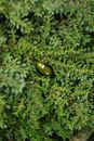 Black and Yellow Butterfly on Green Plant
