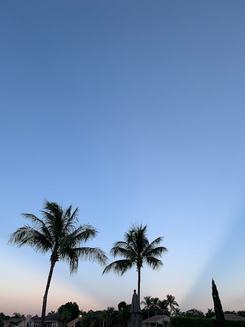 Free stock photo of blue skies, palms, sunset