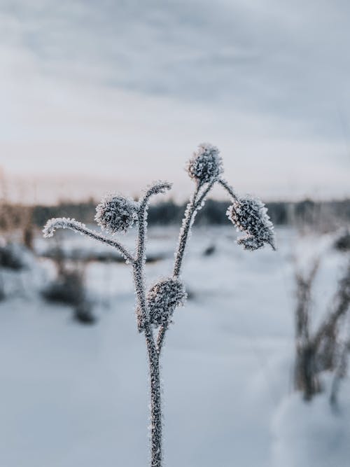 Plant Frozen in Winter