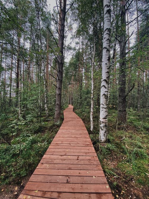 Free A tranquil wooden pathway through a lush green forest in Sankt-Peterburg, perfect for hikers and nature enthusiasts. Stock Photo