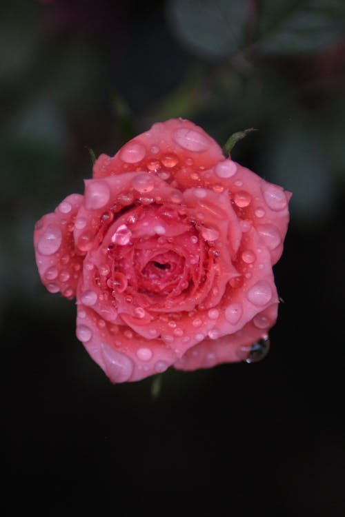 Kostnadsfri bild av blomma, blomning, daggdroppar