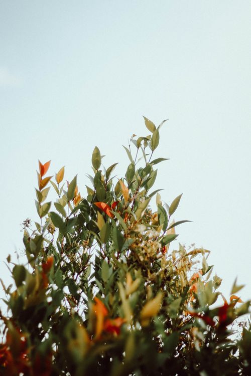 Free Vibrant green and orange leaves against a bright, blue sky in a natural setting. Stock Photo
