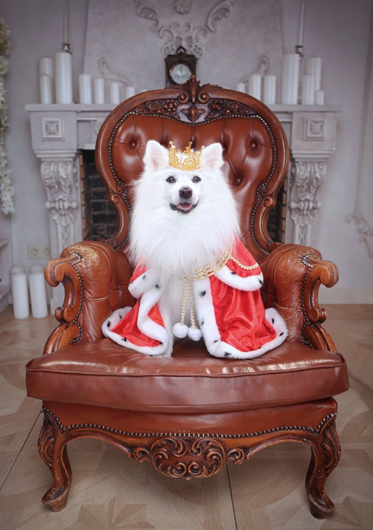 Dog Dressed Like A King Sitting On A Sofa Chair