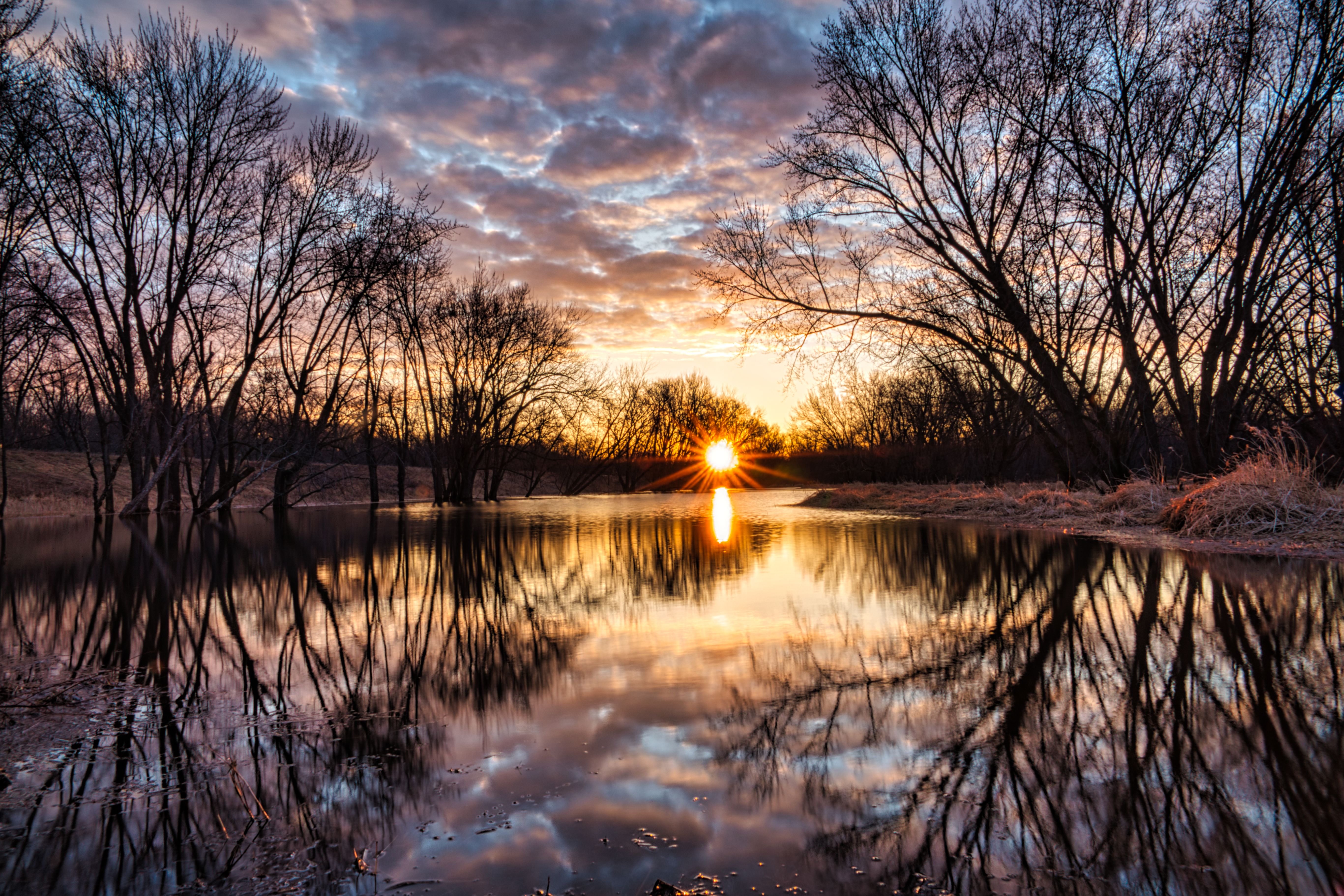 Reflection of Bare Trees on Body of Water · Free Stock Photo