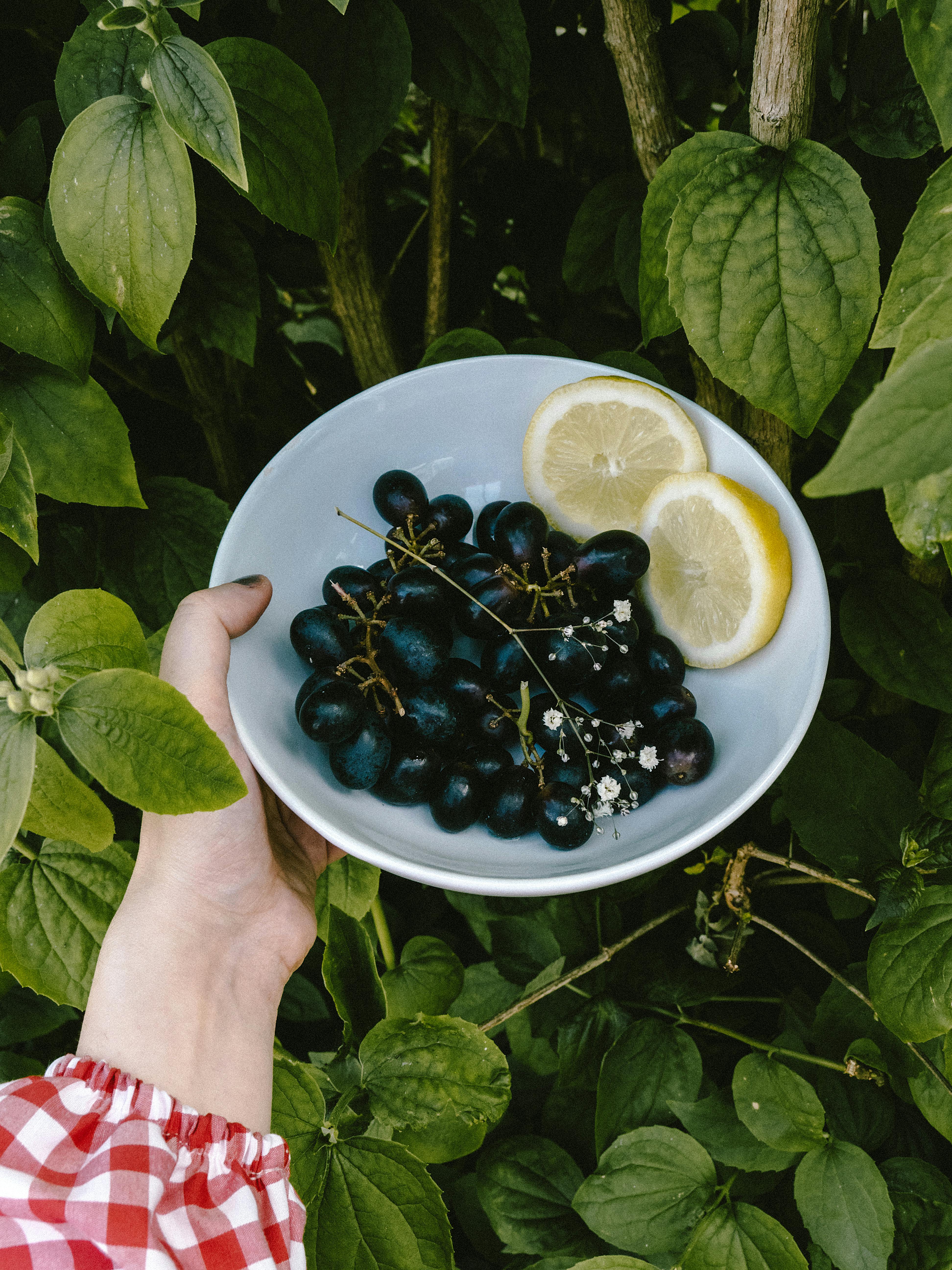 Close-up of grapes and lemons in a bowl held by a hand surrounded by lush green leaves.