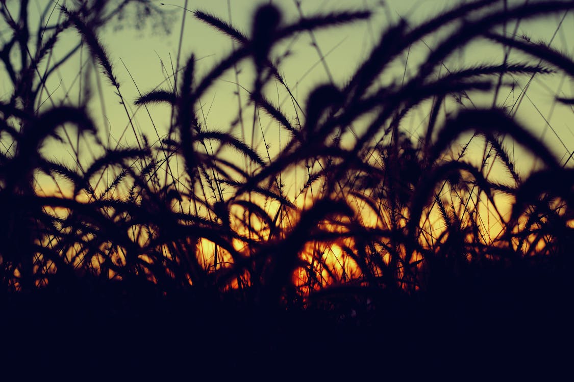 Silhouette of Grass during Sunset