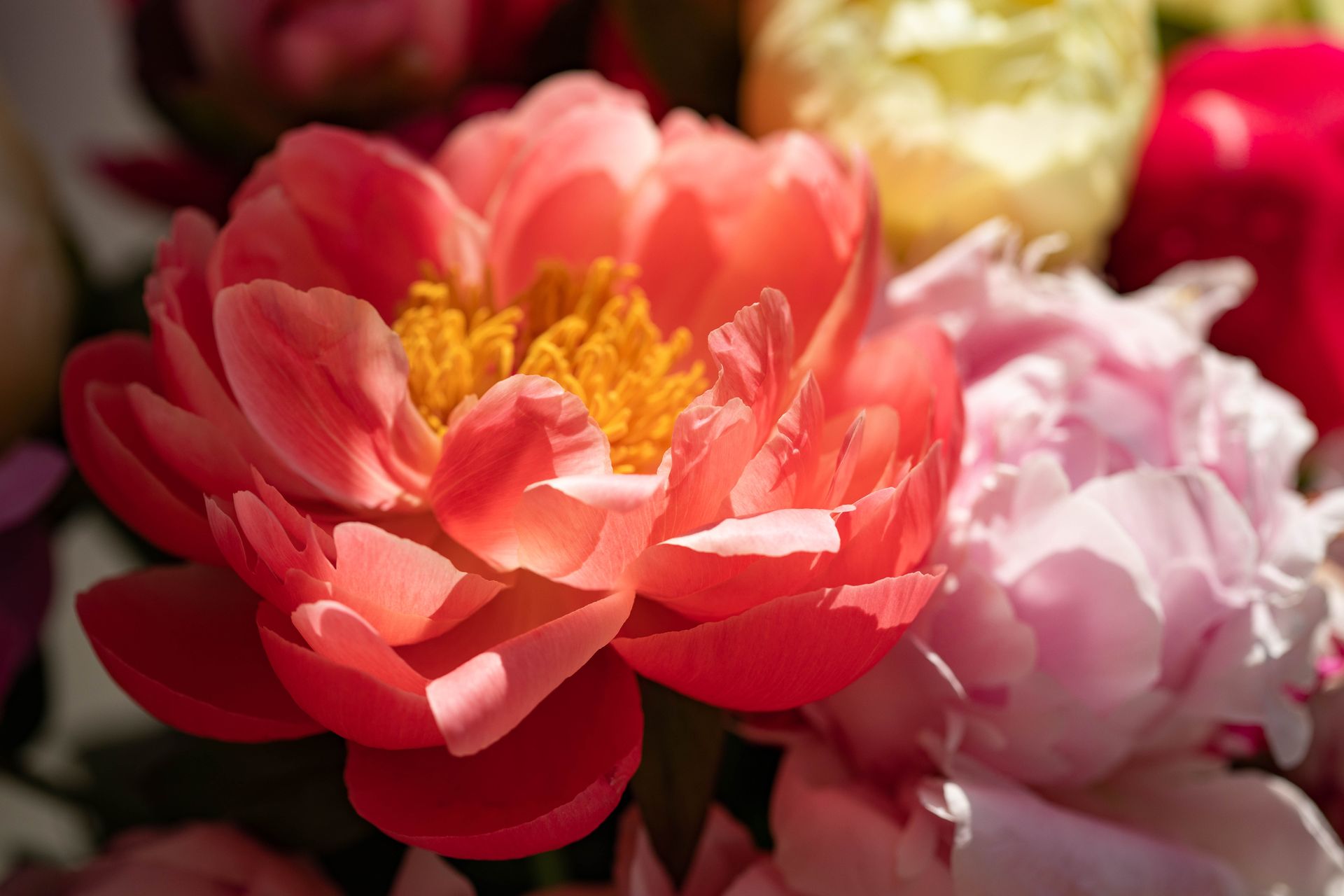 Close-up of a vibrant peony blossom with a colorful bouquet background.