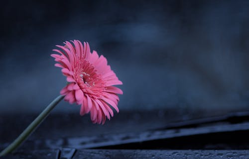 Pink Flower in Close Up Photography