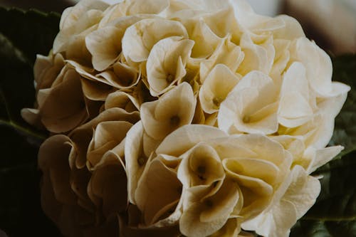 Free Close-Up Photo of a White Hydrangea Stock Photo