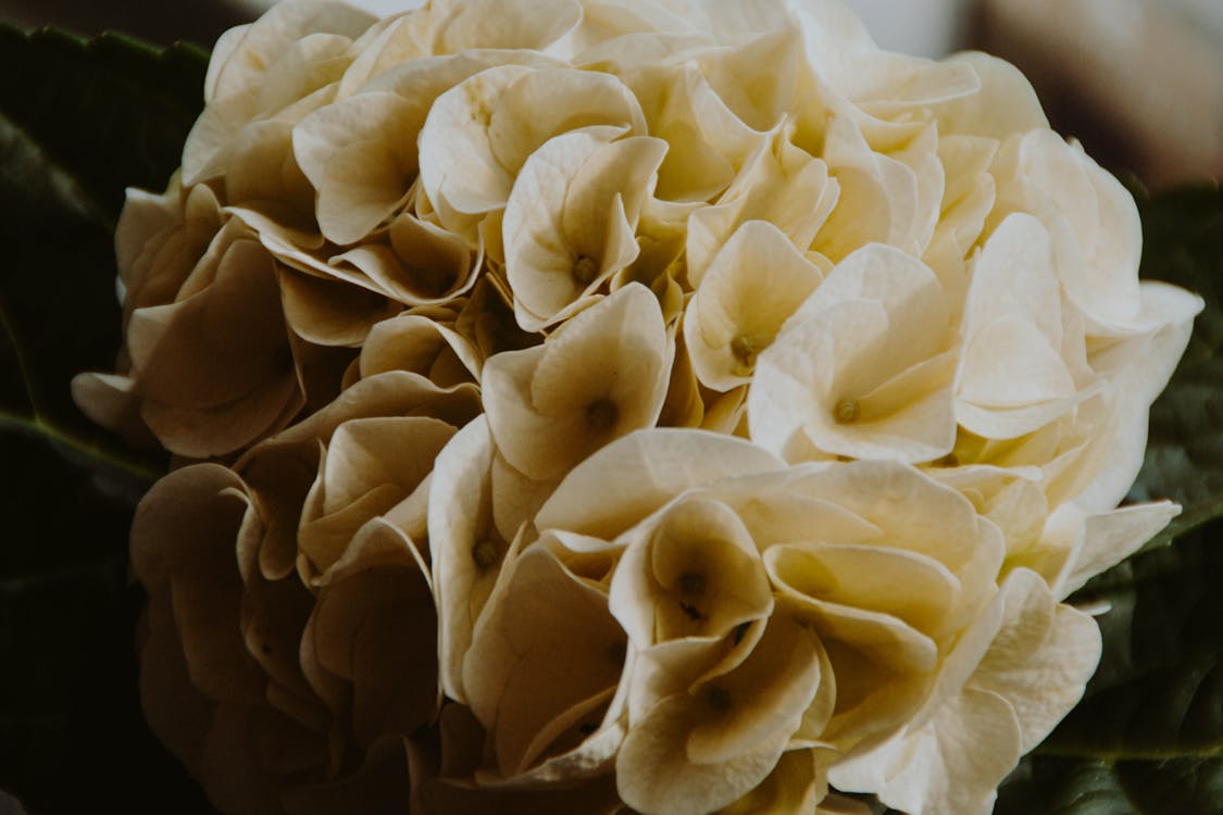 Close-Up Photo of a White Hydrangea