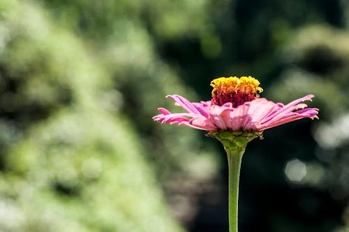 Selective Focus Photo of a Pink Aster in Bloom