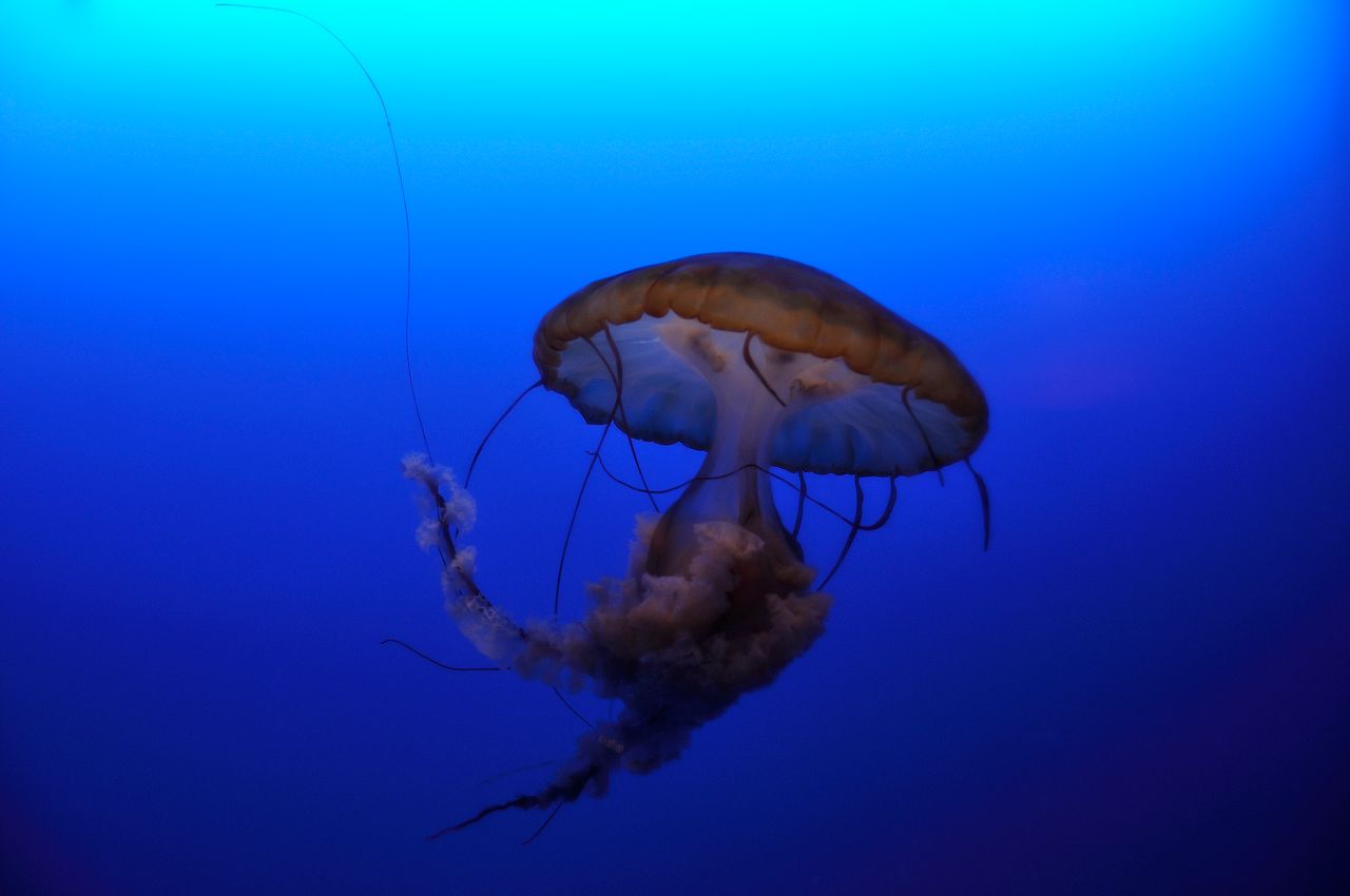 close up of a jellyfish gracefully floating underwater showcasing its
