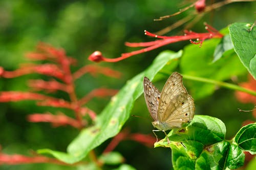 Photos gratuites de faune, feuilles vertes, insecte