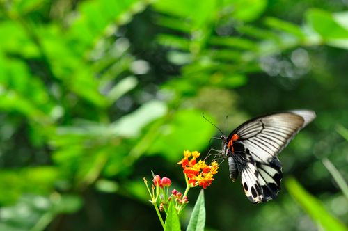 Free Close-up of a butterfly perched on vibrant flowers with green foliage background. Stock Photo
