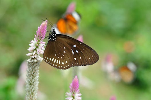 Brown butterfly perched on pink flower with vibrant blurred background.