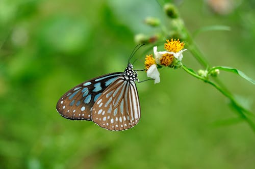 Foto stok gratis bidikan close-up, bunga, daun-daun hijau