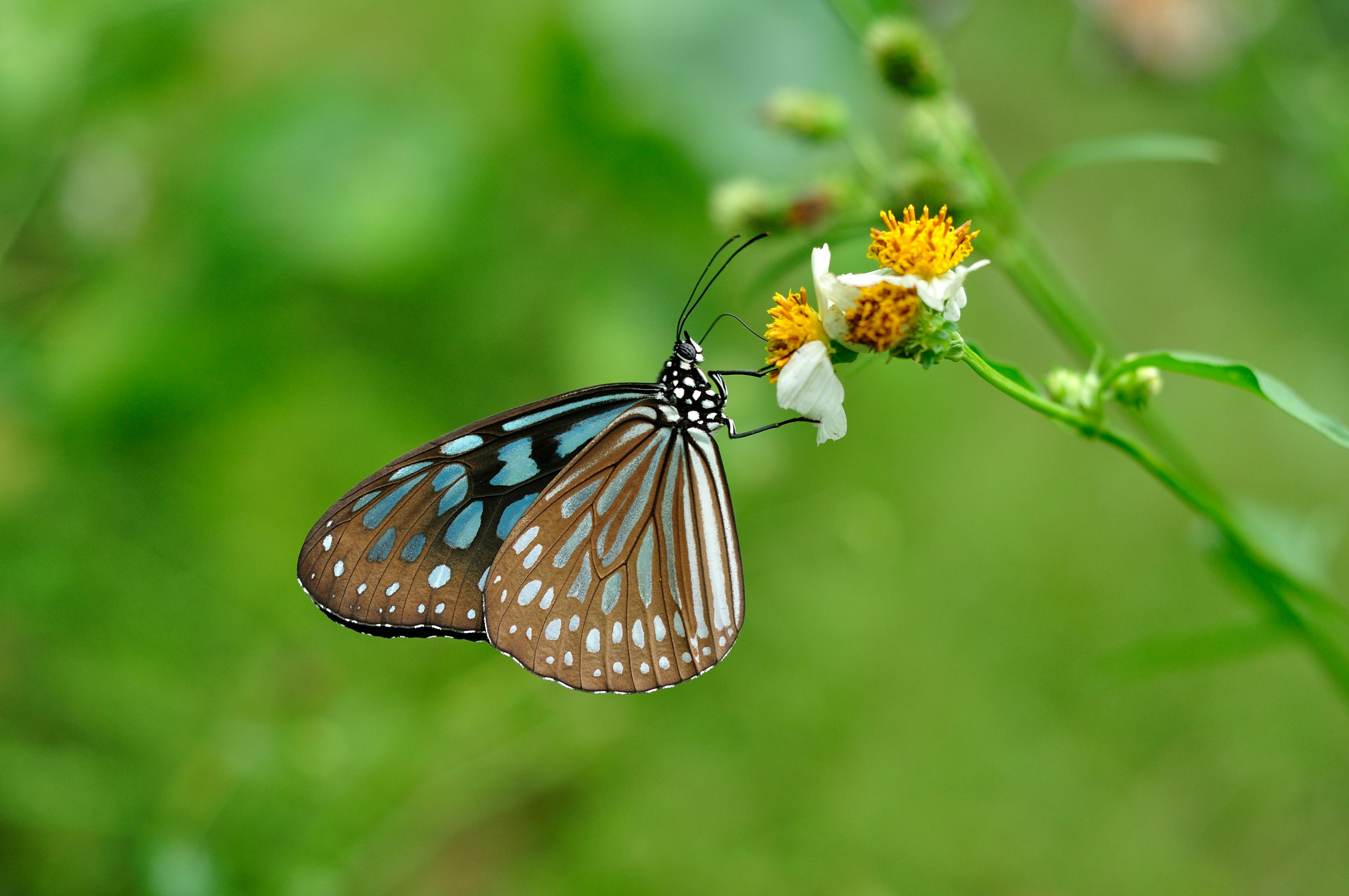 Beautiful Butterfly Landing On The Flower & Leaf In