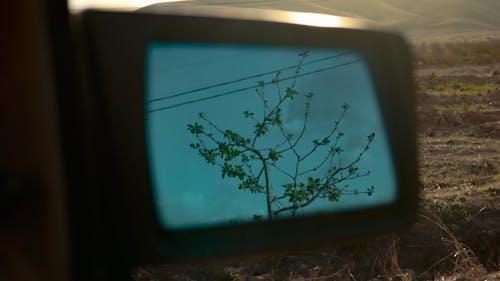 Free stock photo of apple tree, car mirror, mirror