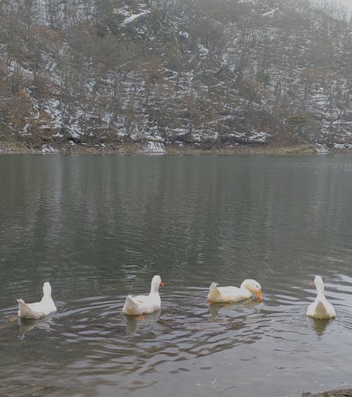 White Ducks Swimming on a Lake