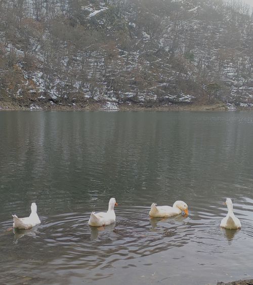 Free Four white ducks swim gracefully in a tranquil winter lake setting. Stock Photo