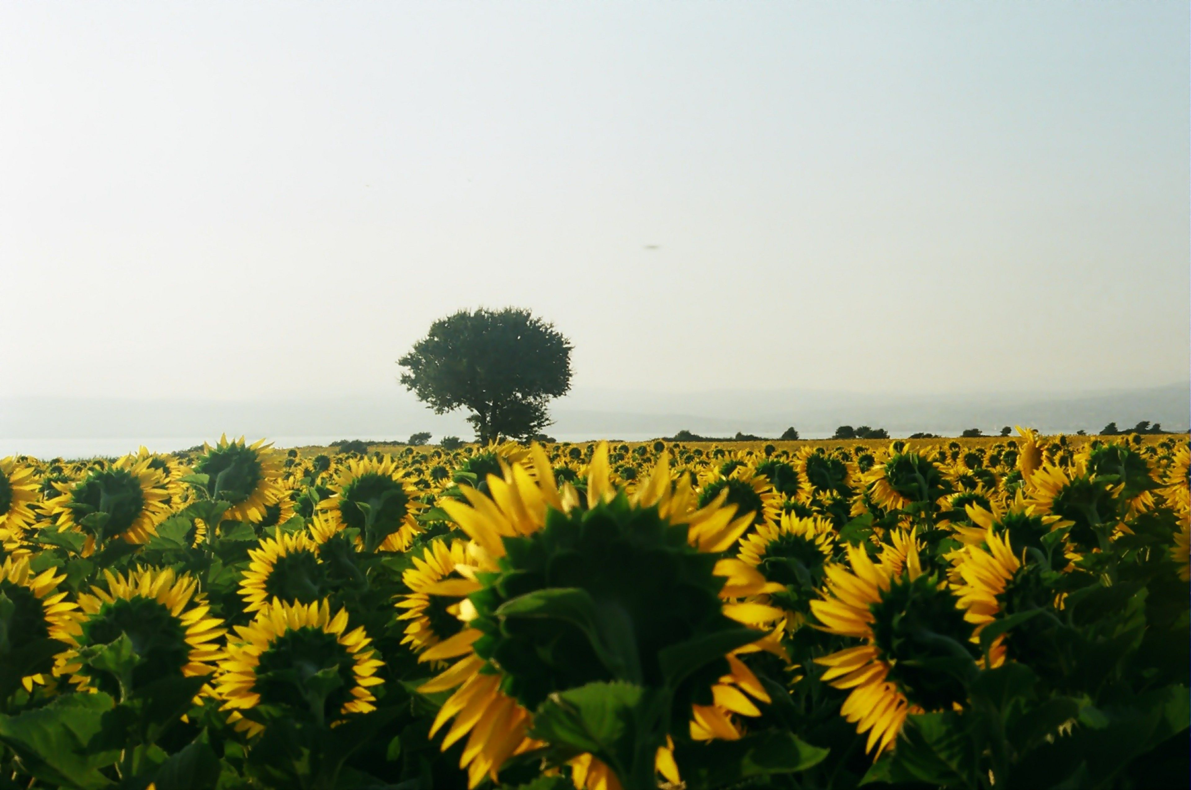 Scenic view of a sunflower field stretching to the horizon under a bright, clear sky with a lone tree.