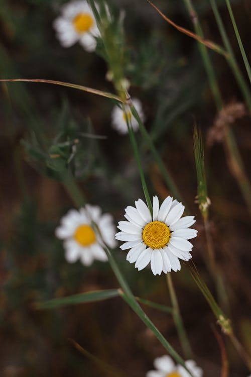 Free White Daisy in Bloom Stock Photo