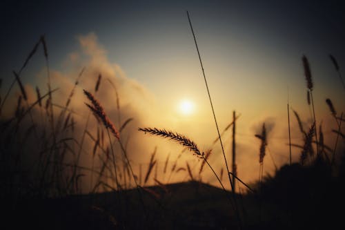 Silhouette Des Grases In Der Dämmerung