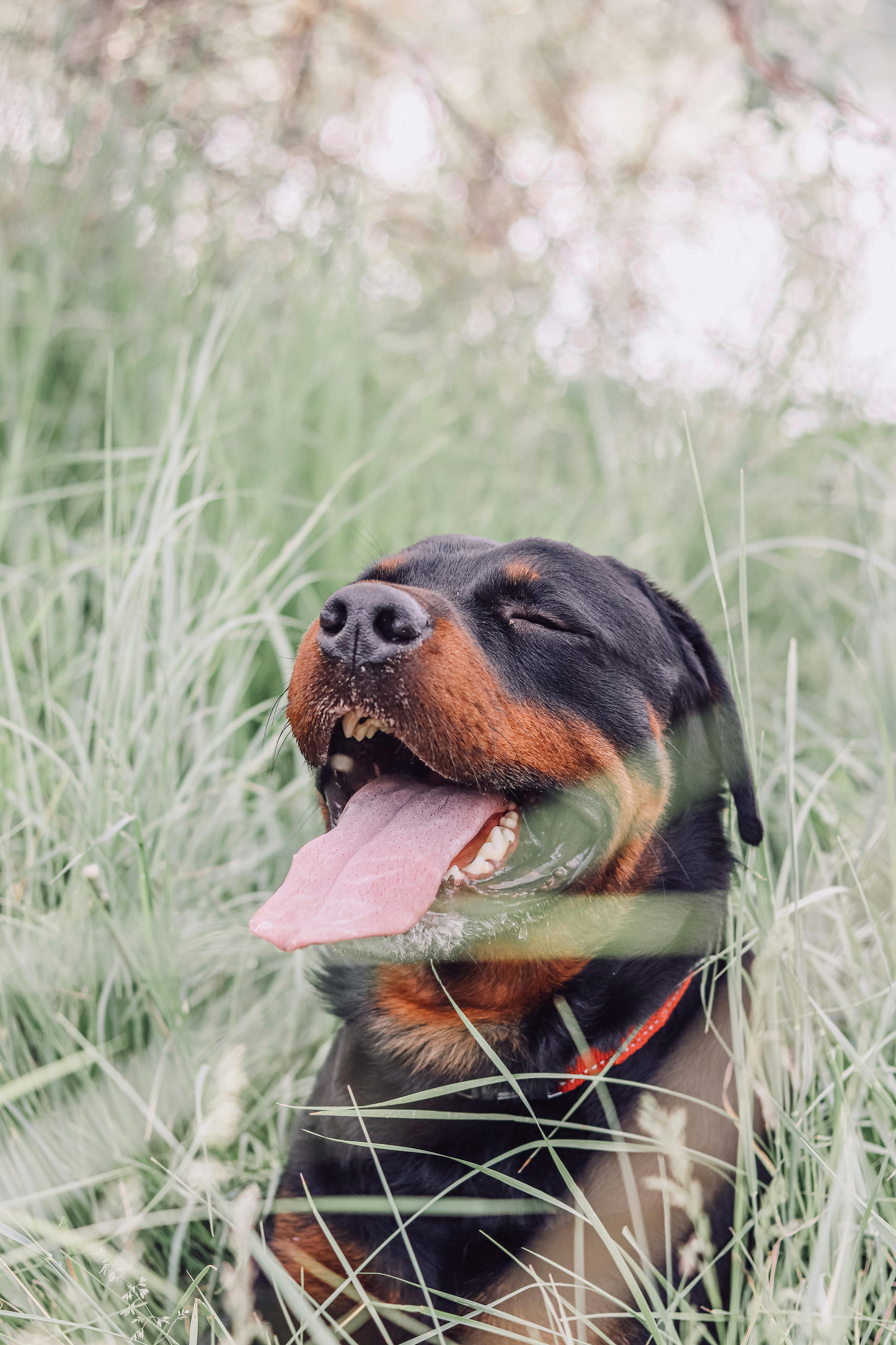 Black And Tan Rottweiler Dog Has A Red Face Background, Show Me A Picture  Of A Rottweiler Background Image And Wallpaper for Free Download