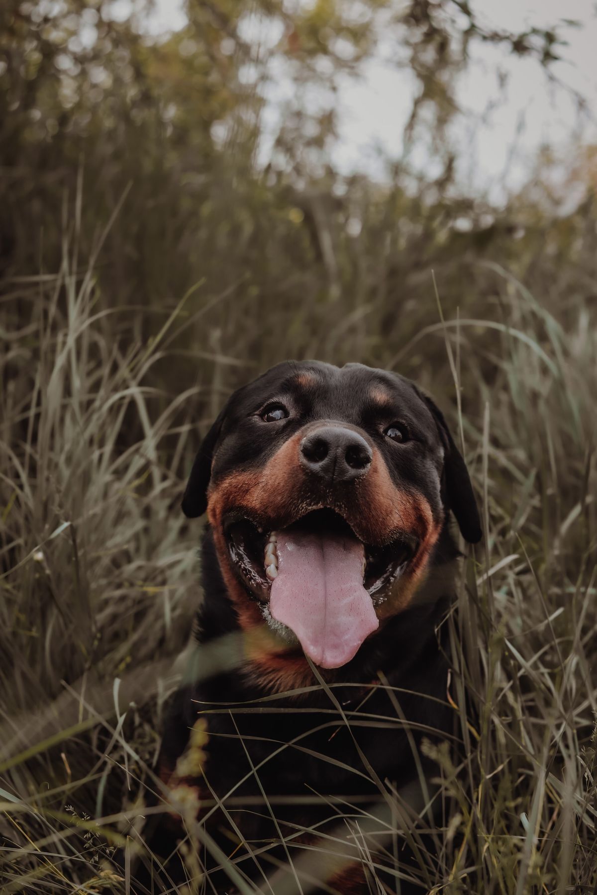 Rottweiler noir et feu assis dans de hautes herbes, gueule ouverte, l'air joyeux