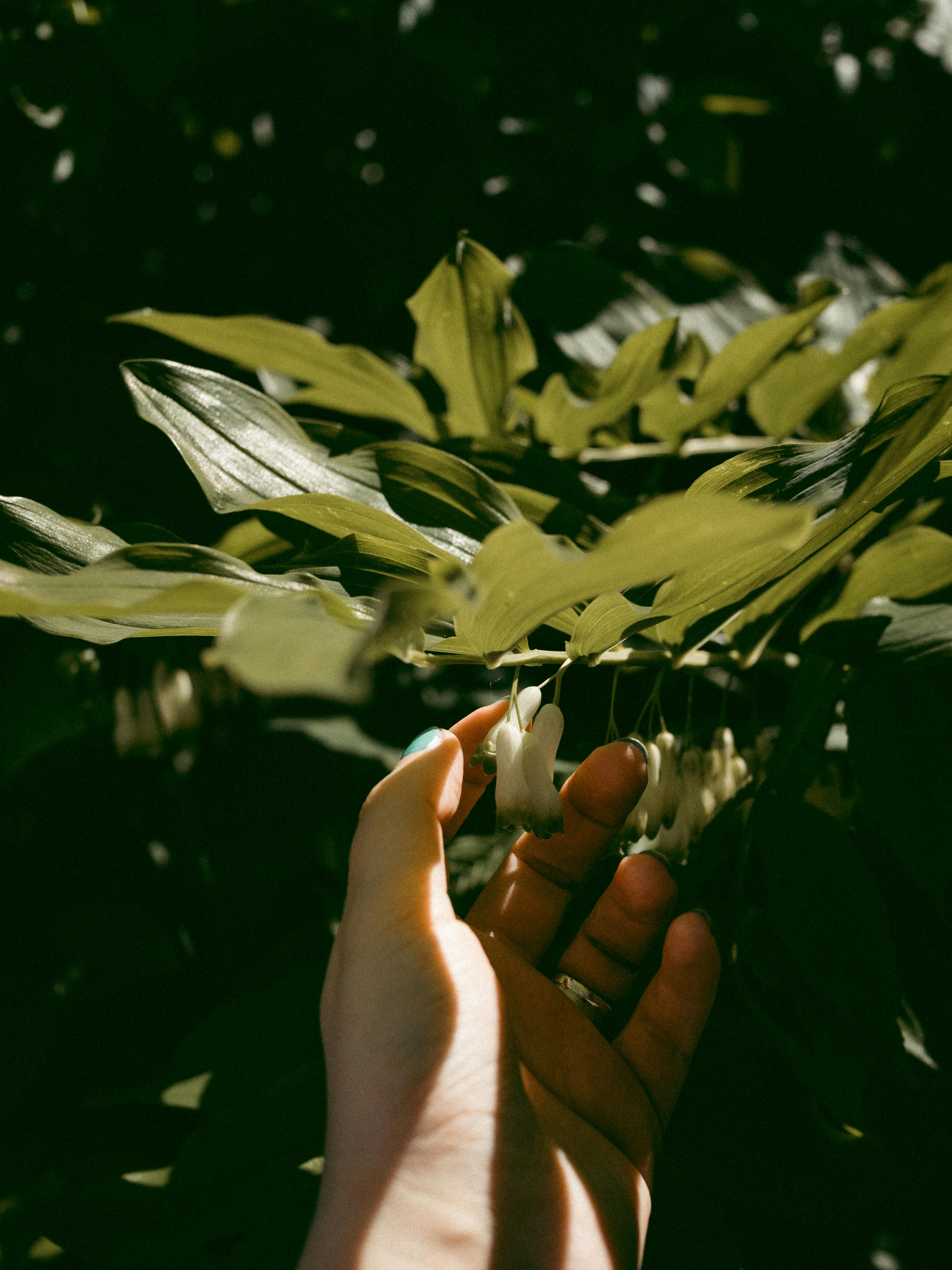 A close-up of a hand gently holding green leaves in sunlight, showcasing nature's beauty.