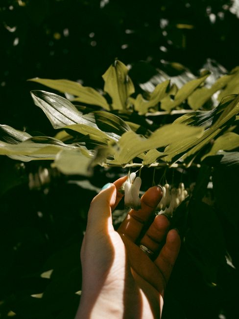 A close-up of a hand gently holding green leaves in sunlight, showcasing nature's beauty.