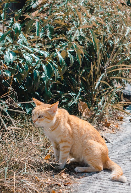 Foto stok gratis binatang, hewan domestik, hewan peliharaan