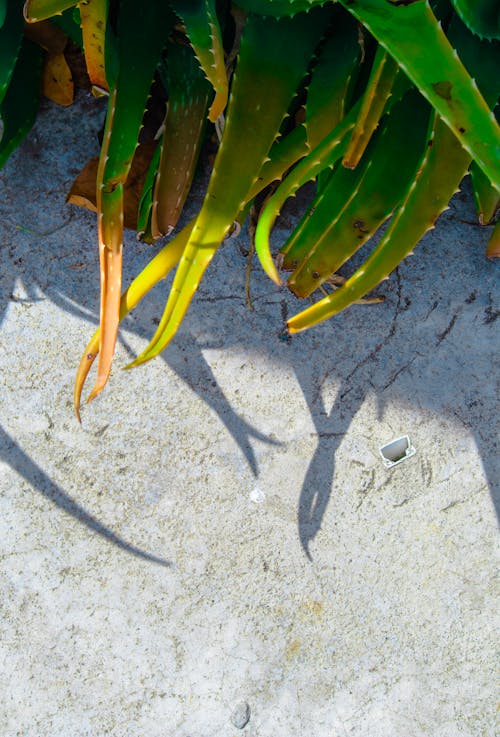 Foto profissional grátis de aloe vera, planta de casa, planta suculenta