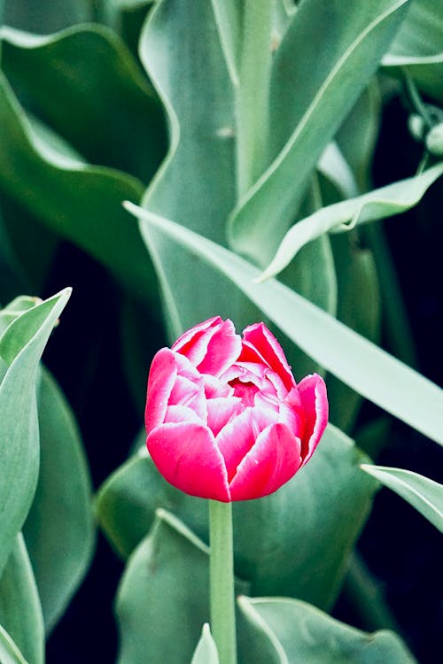 Close-Up Shot of a Blooming Tulip