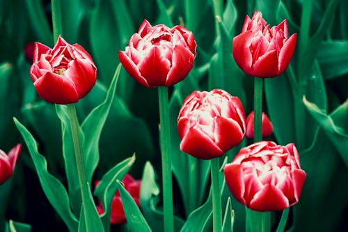 Free Close-Up Shot of Blooming Red Tulips Stock Photo