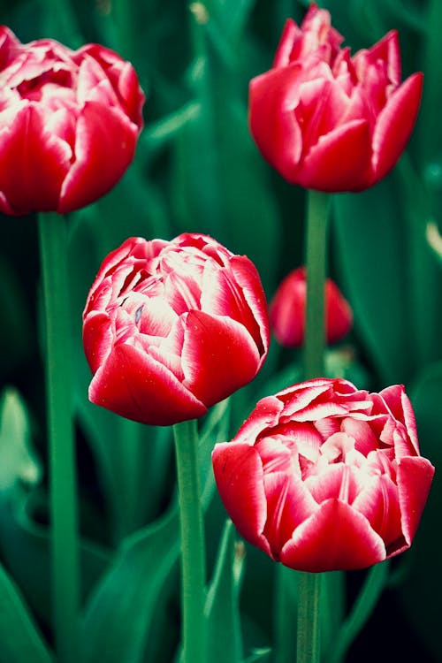 Foto d'estoc gratuïta de creixement, flora, florint