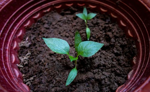 Free Green Plant on Brown Soil Stock Photo