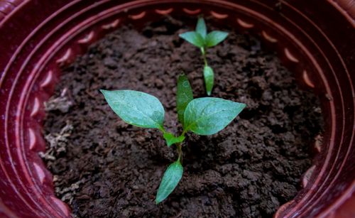 Free A young sprout with dew on leaves growing in a pot, emphasizing new growth. Stock Photo