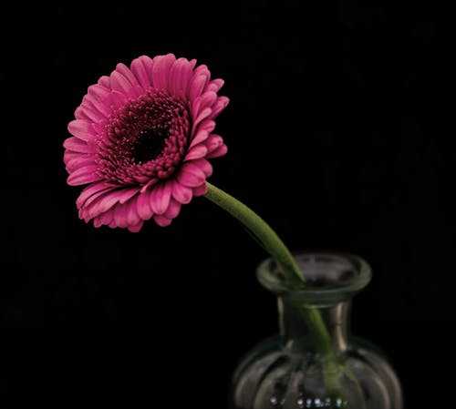 Selective Focus Photography Of Pink Petaled Flower