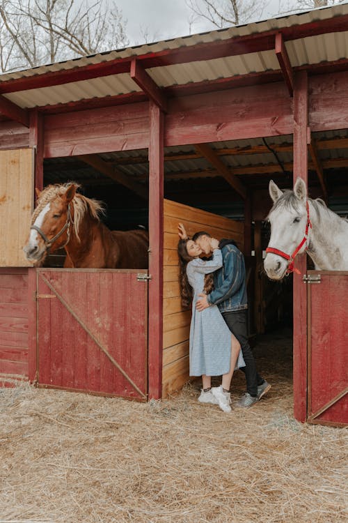 Side view of trendy man kissing and embracing girlfriend between stallion muzzles in countryside stall