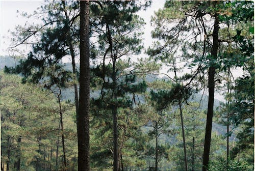Gratuit Imagine de stoc gratuită din arbori, codru, fotografie cu natură Fotografie de stoc