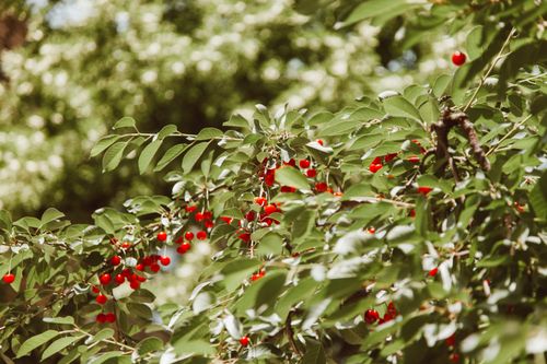 Free Close-up of a cherry tree branch with ripe red cherries against a green leafy background. Stock Photo