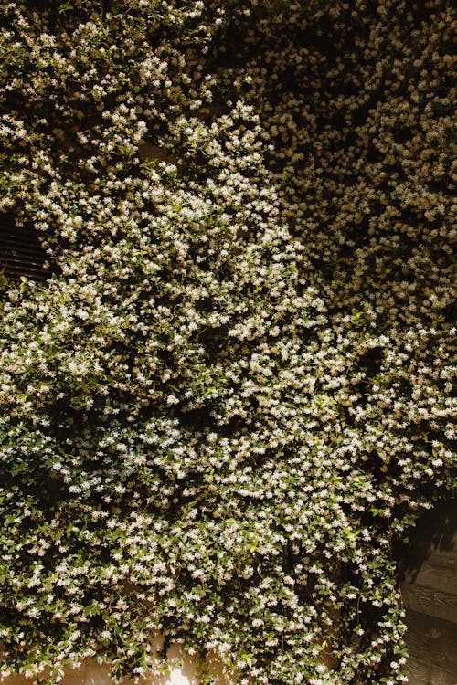 Gratis Foto stok gratis daun-daun hijau, dinding, ivy Foto Stok